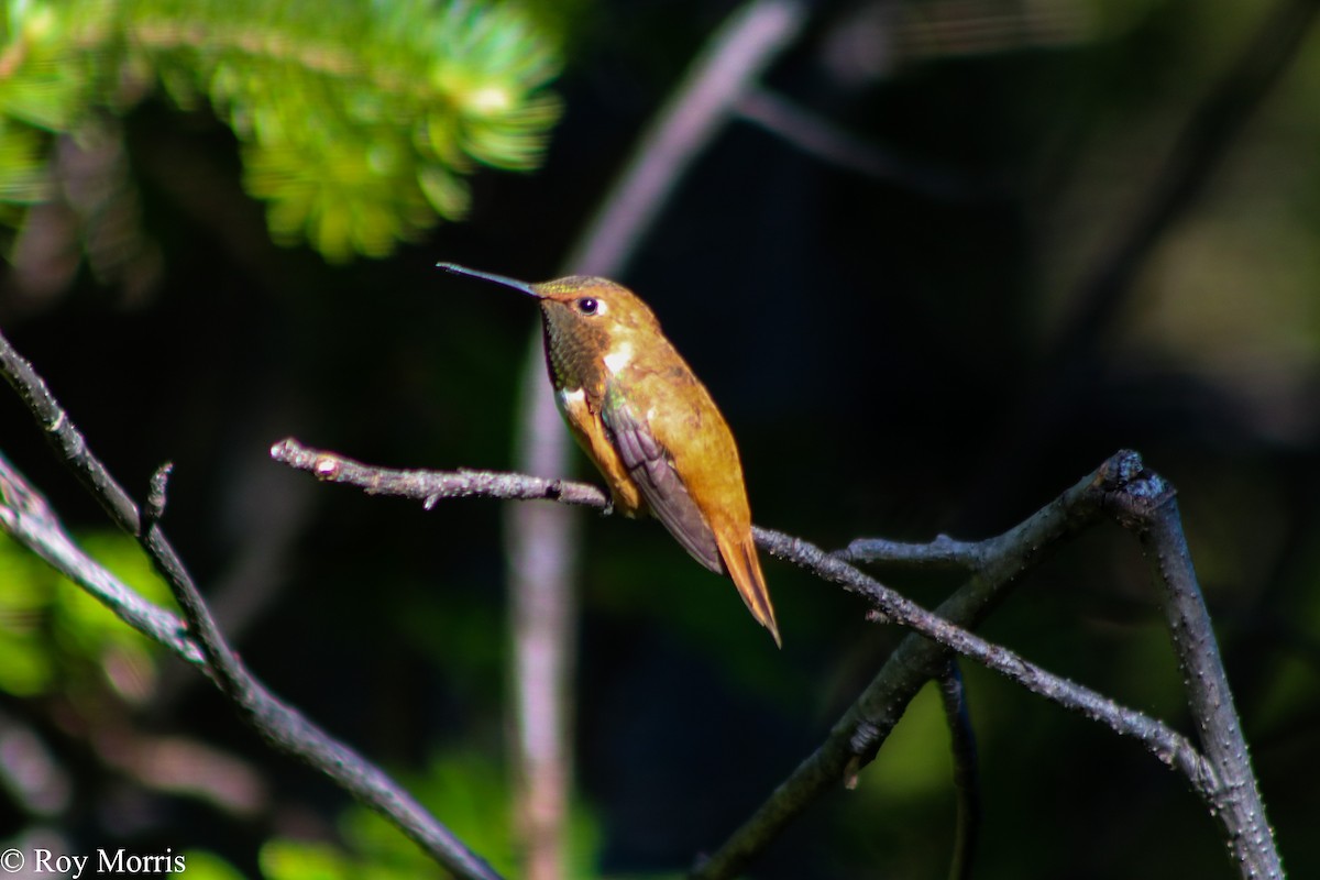 Rufous Hummingbird - ML106683311