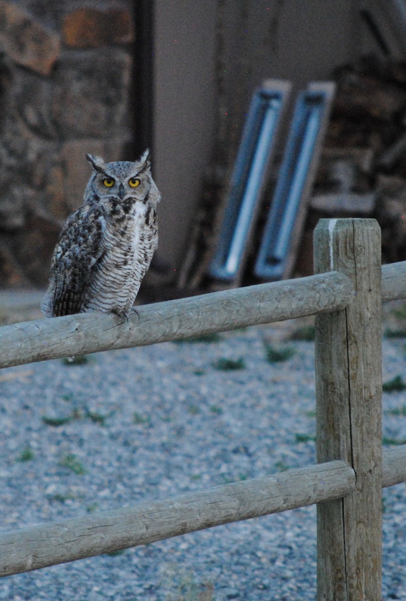 Great Horned Owl - ML106683681