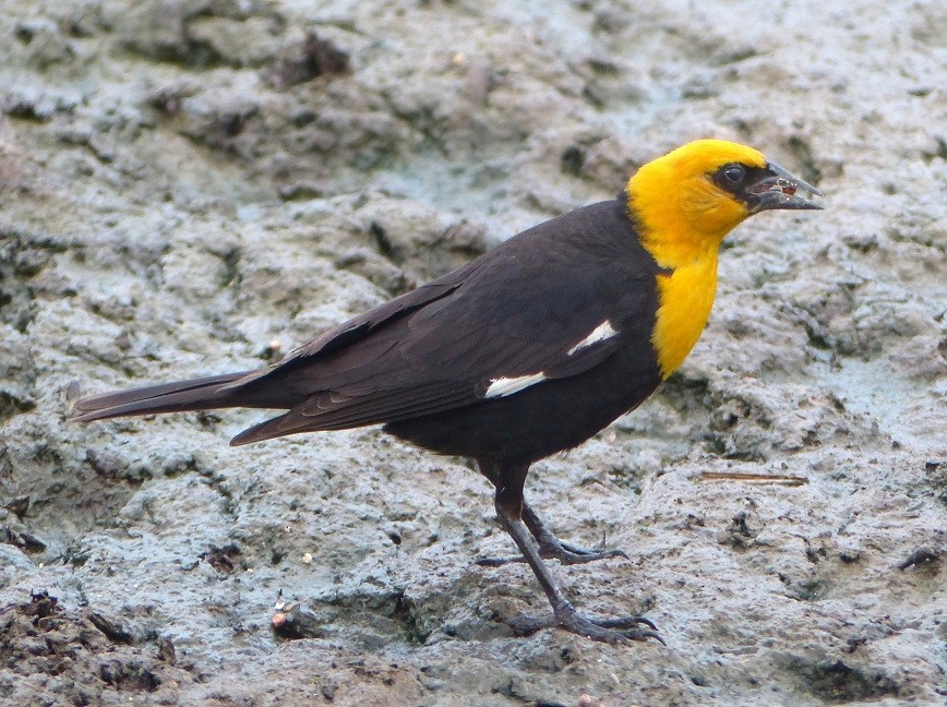 Yellow-headed Blackbird - ML106686401