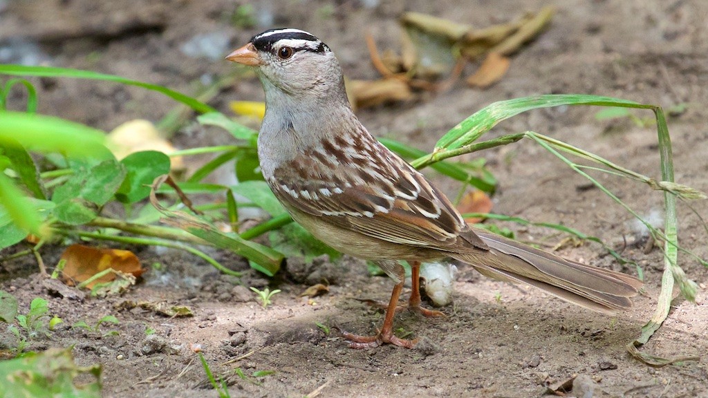 White-crowned Sparrow - Ed Harper