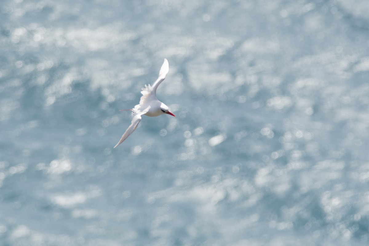 Red-tailed Tropicbird - ML106689401