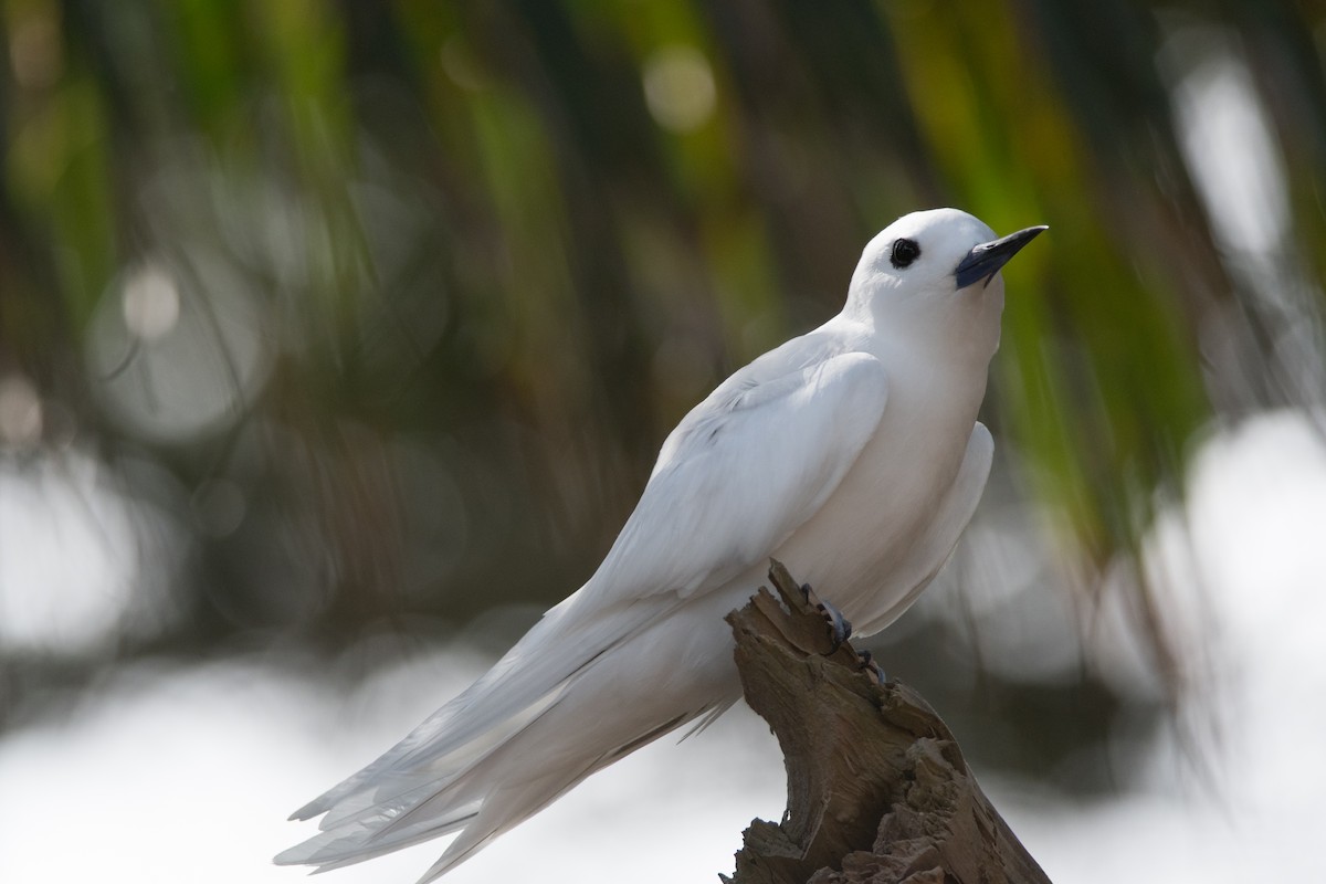 White Tern (Pacific) - ML106689631
