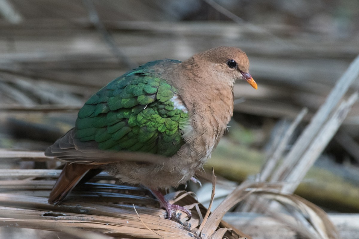 Pacific Emerald Dove - Nige Hartley