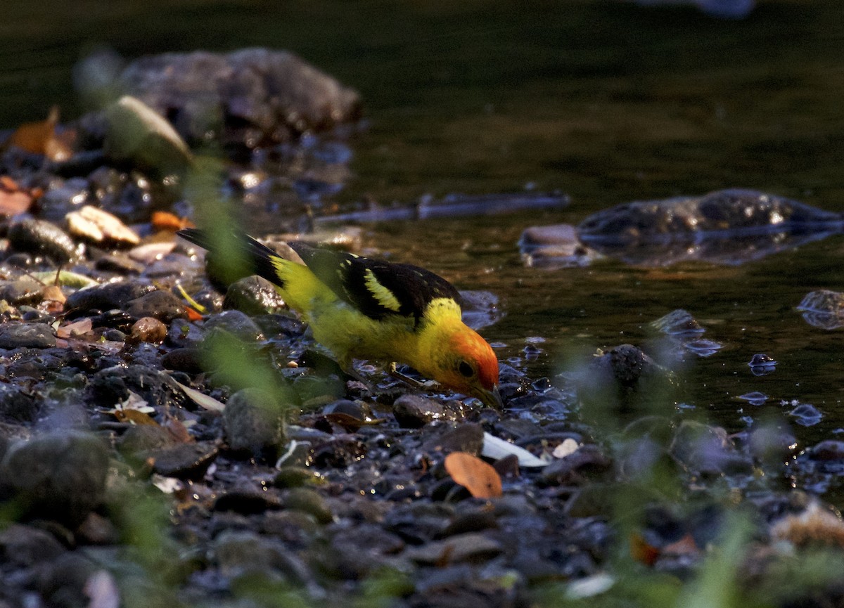 Western Tanager - Dan Roth