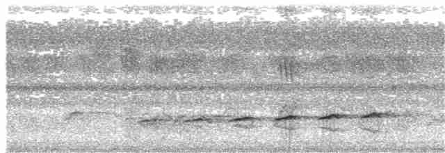 Fork-tailed Drongo-Cuckoo - ML106693911