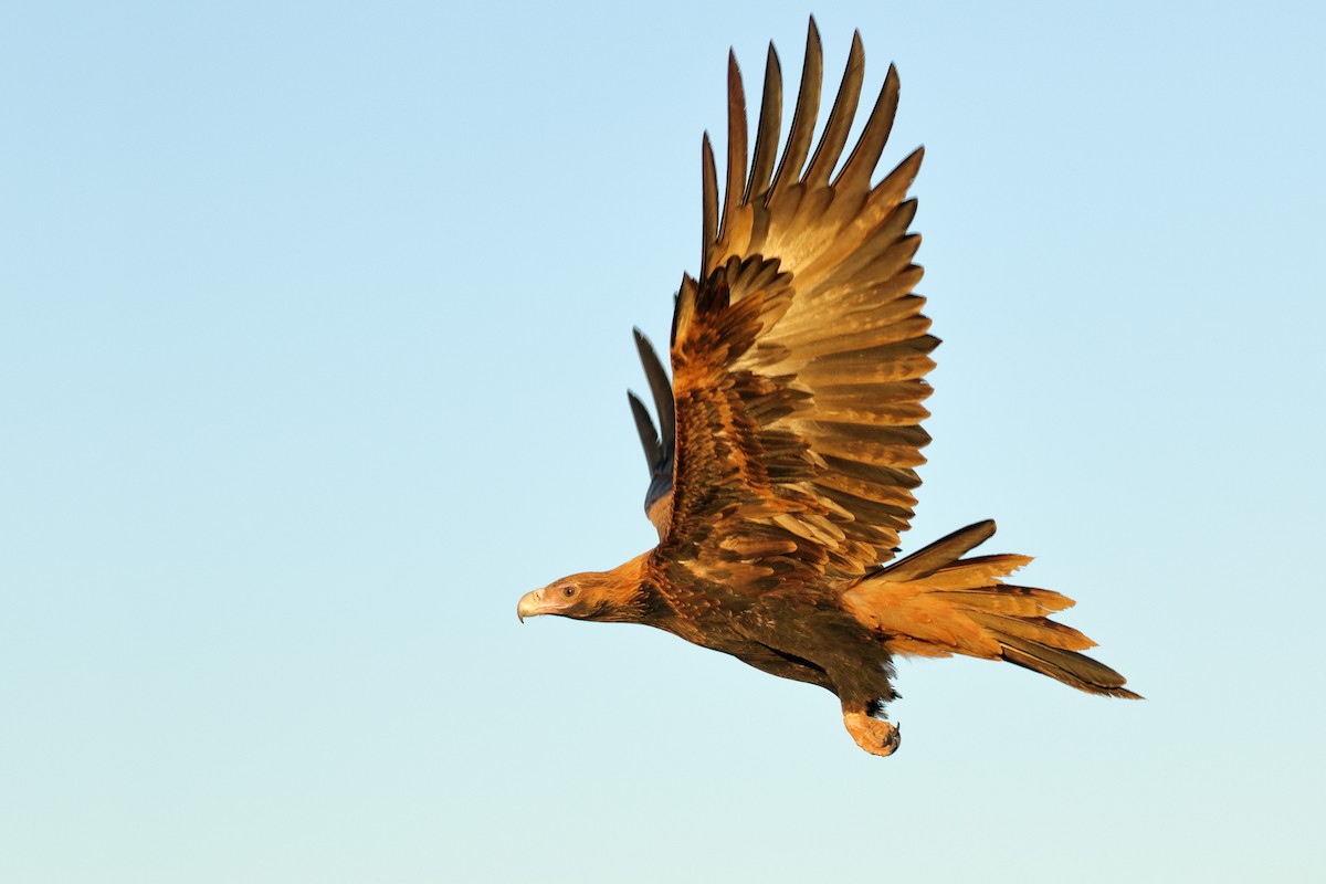Wedge-tailed Eagle - Leslie George