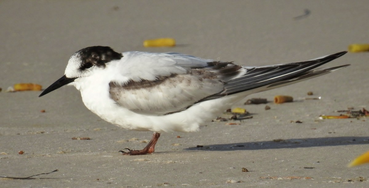 White-fronted Tern - ML106696731