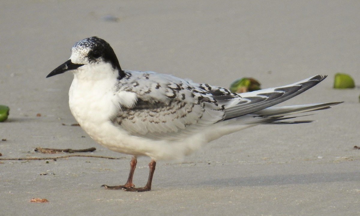 White-fronted Tern - ML106696751