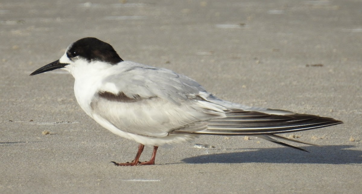 White-fronted Tern - ML106696761