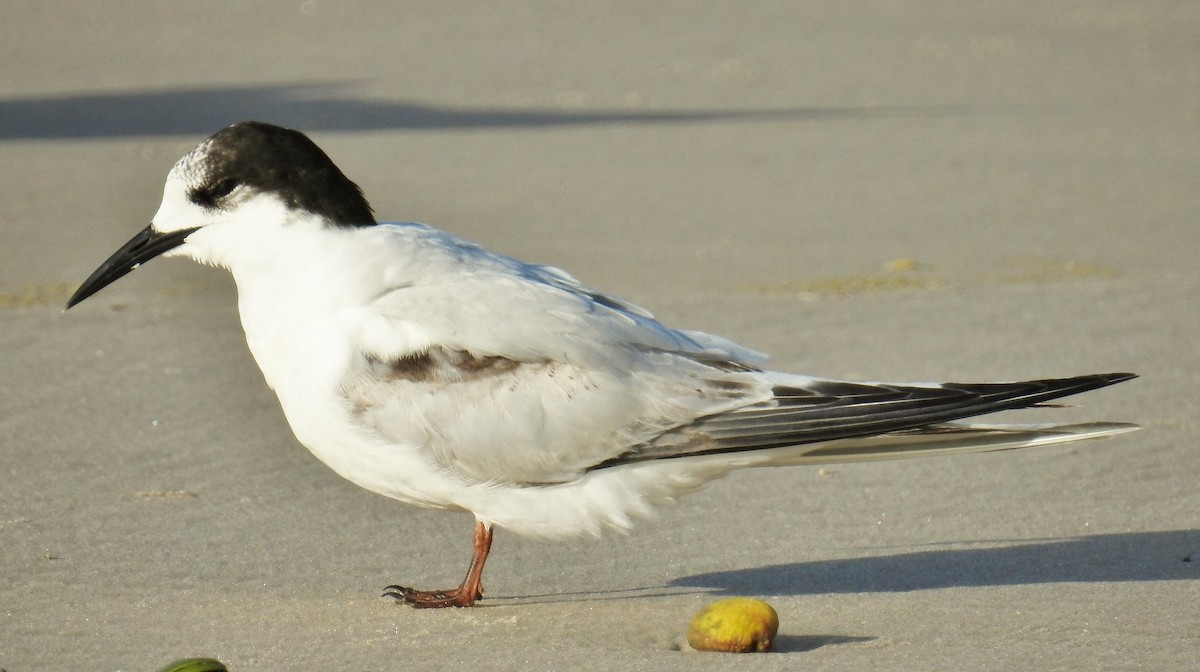 White-fronted Tern - ML106696771
