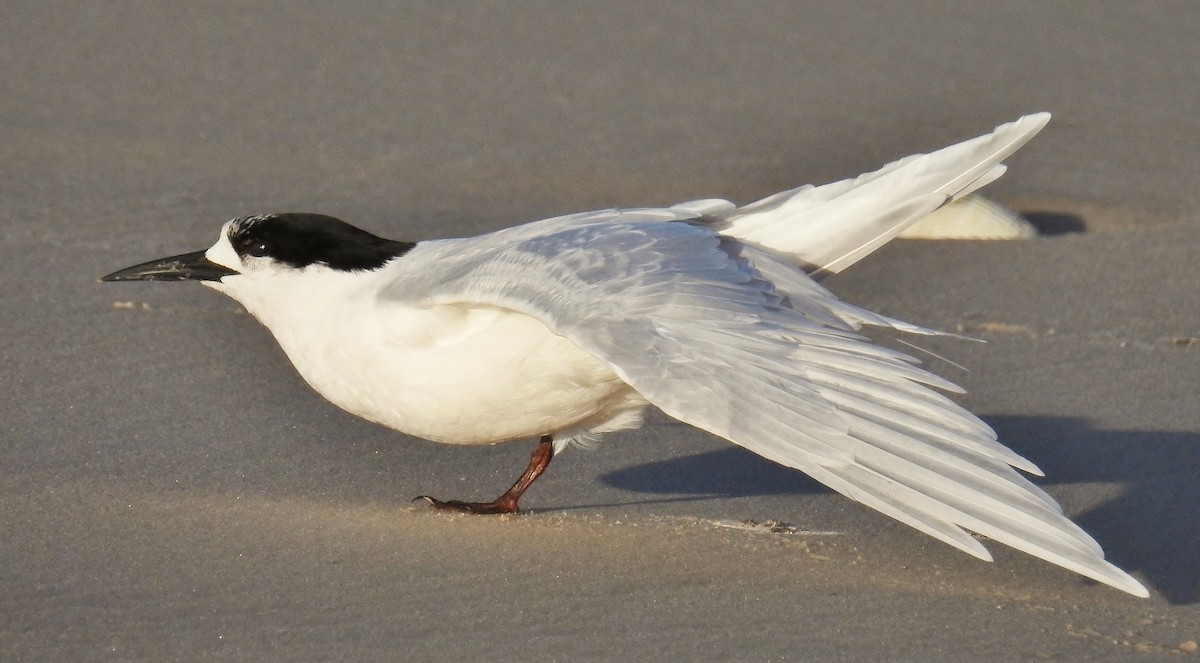 White-fronted Tern - ML106696791