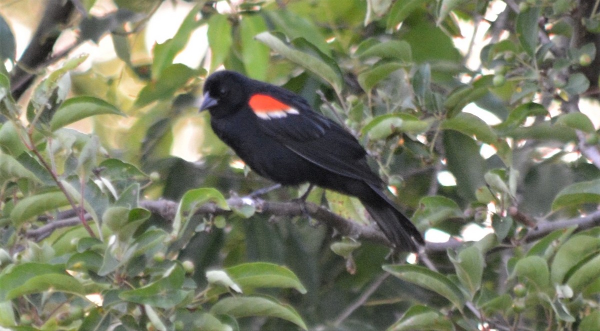 Red-winged Blackbird - Micky Komara