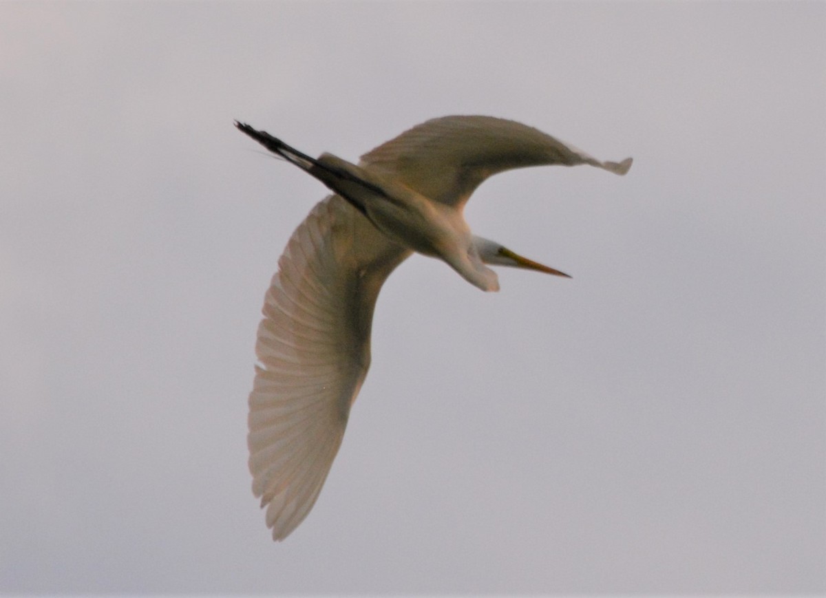 Great Egret - Micky Komara