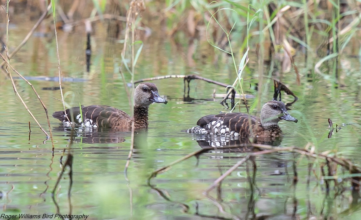 Spotted Whistling-Duck - Roger Williams & Jane Wright