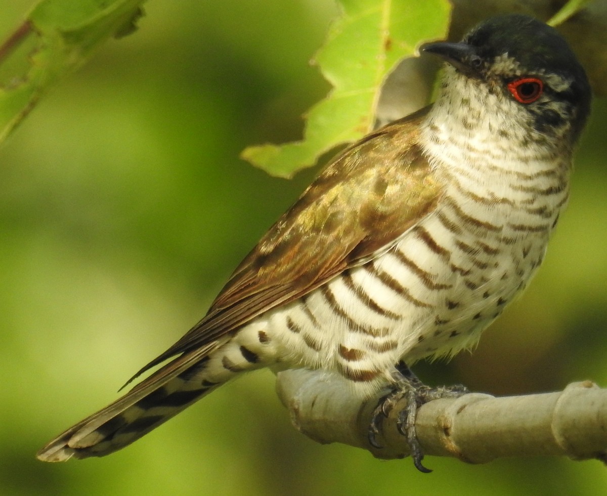 Little Bronze-Cuckoo (Little) - ML106699331