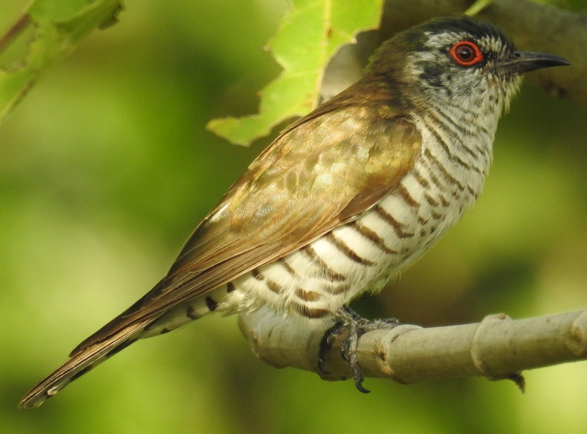 Little Bronze-Cuckoo (Little) - ML106699351