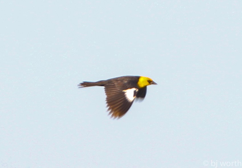Yellow-headed Blackbird - ML106700461