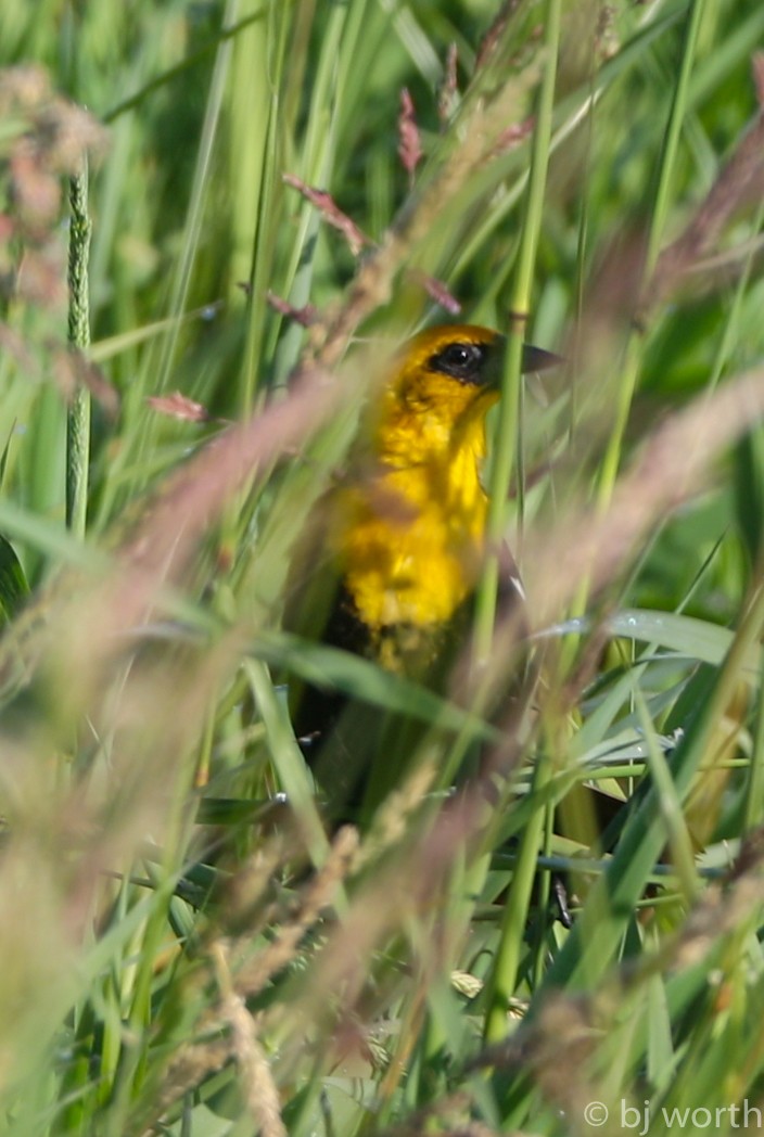 Yellow-headed Blackbird - ML106700471