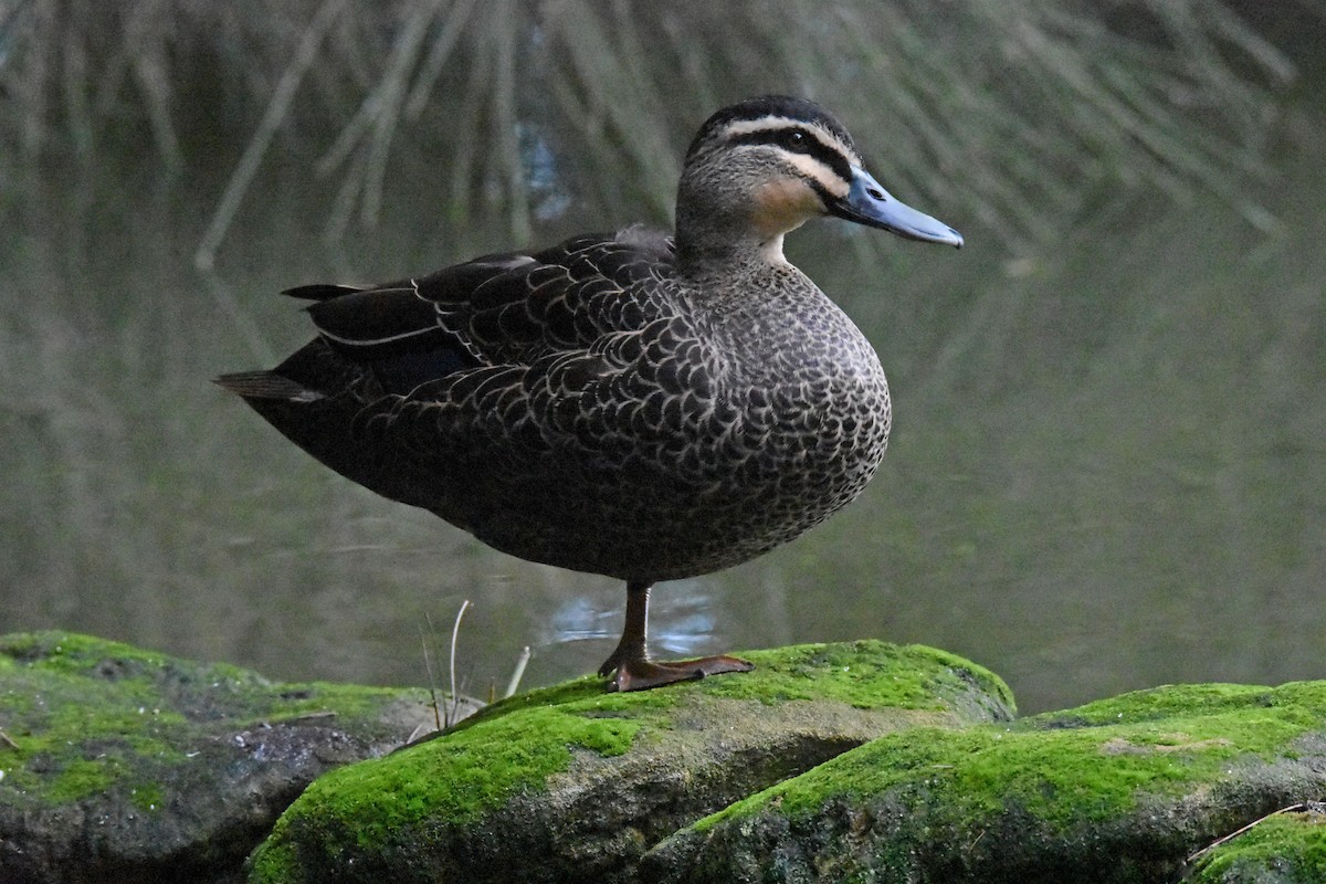 Pacific Black Duck - Geoffrey Groom