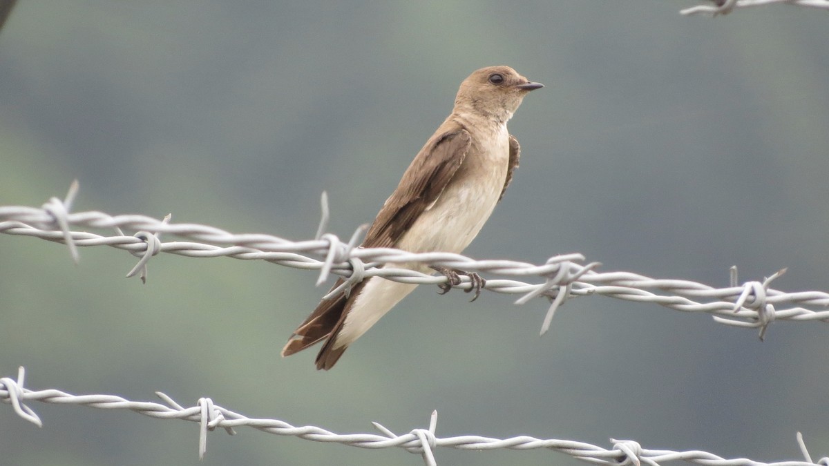 Northern Rough-winged Swallow - ML106709031