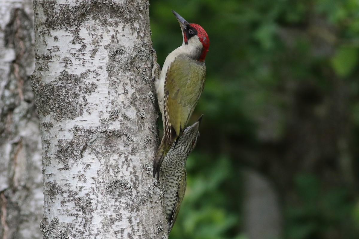 Eurasian Green Woodpecker - Daniel Melchert