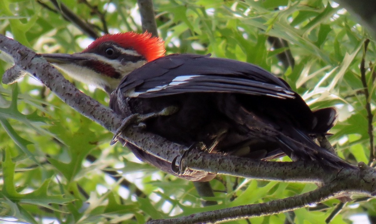 Pileated Woodpecker - Toby Hardwick