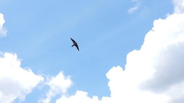 Barn Swallow in flight. - Barn Swallow - 