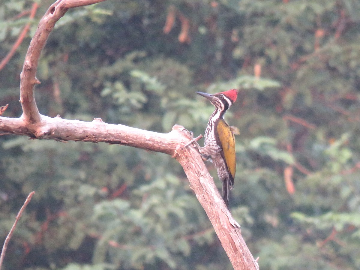 Greater Flameback - Thibaut RIVIERE