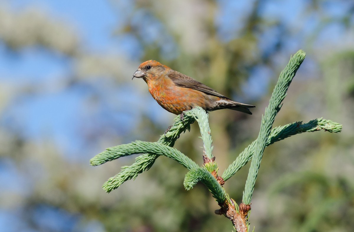 Red Crossbill (Northeastern or type 12) - Alix d'Entremont