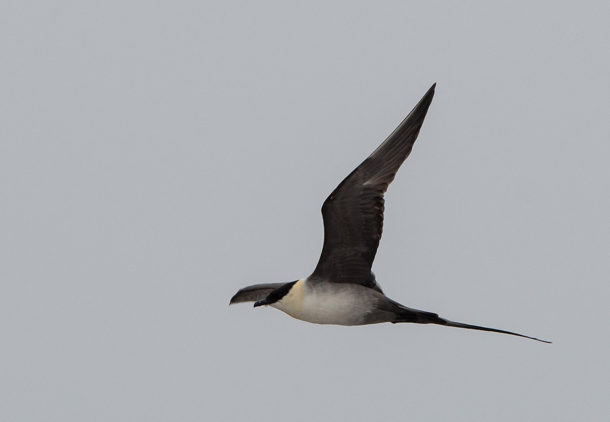 Long-tailed Jaeger - ML106716951