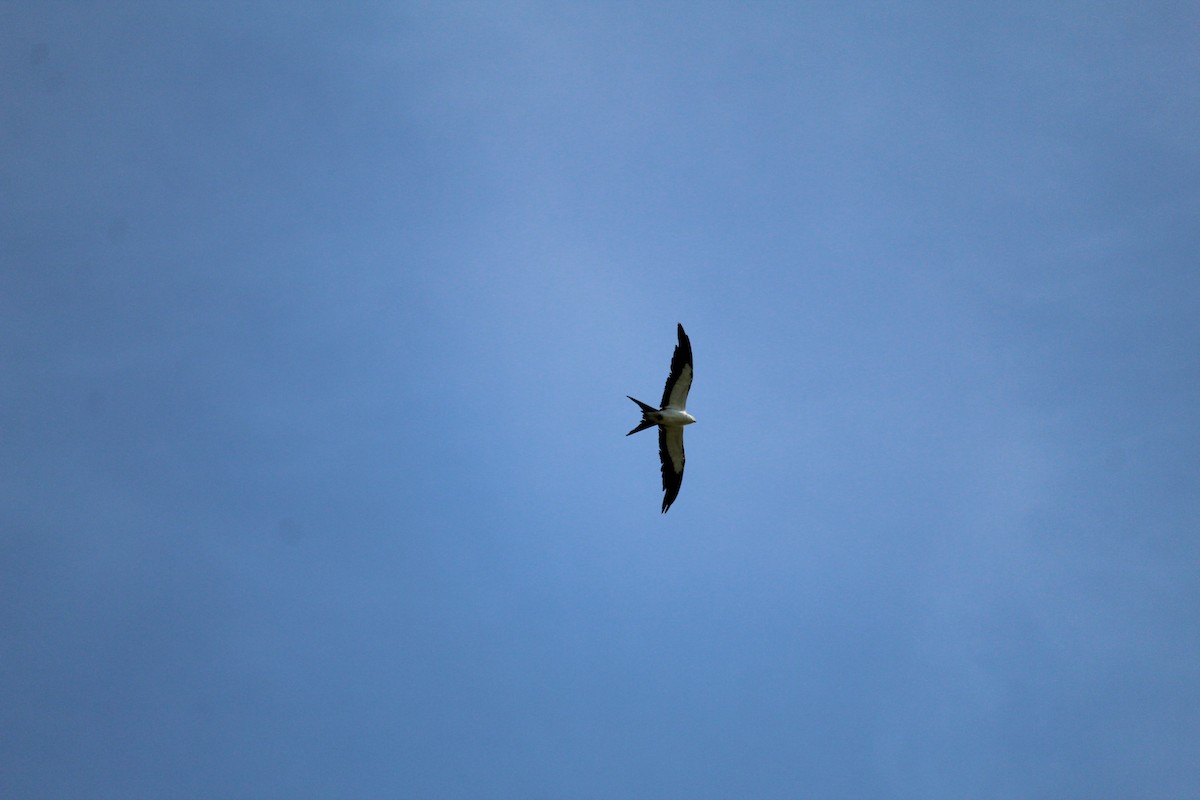 Swallow-tailed Kite - ML106721931