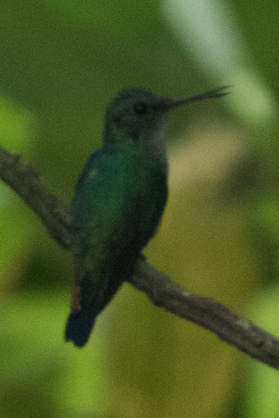 Blue-chested Hummingbird - ML106722121