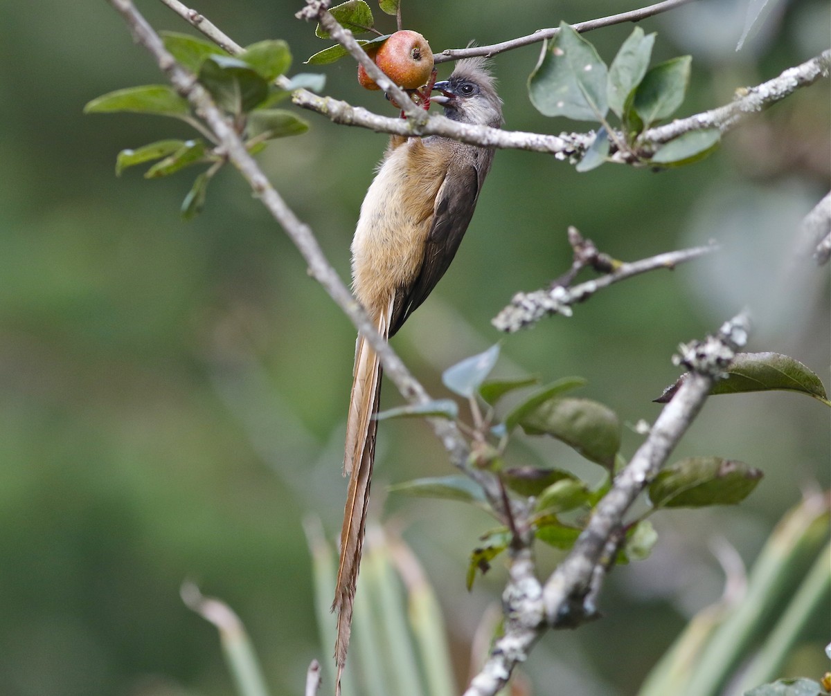 Speckled Mousebird - Don Roberson