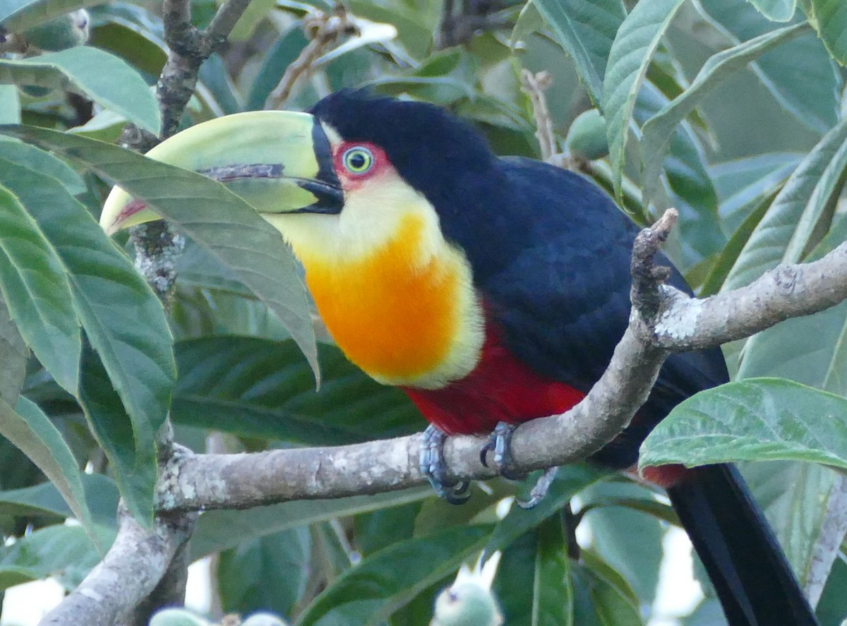 Red-breasted Toucan - Matthew Colbert