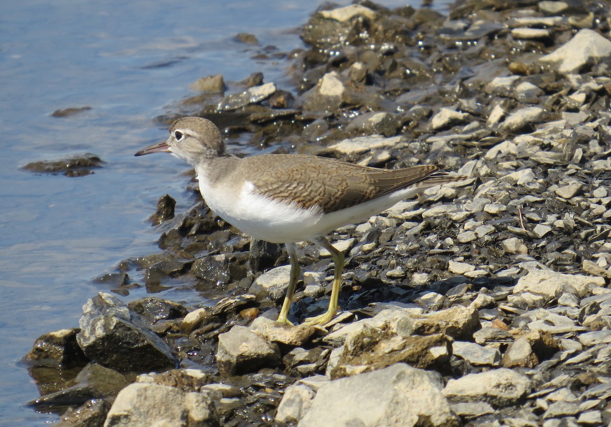 Spotted Sandpiper - Lindsey Duval