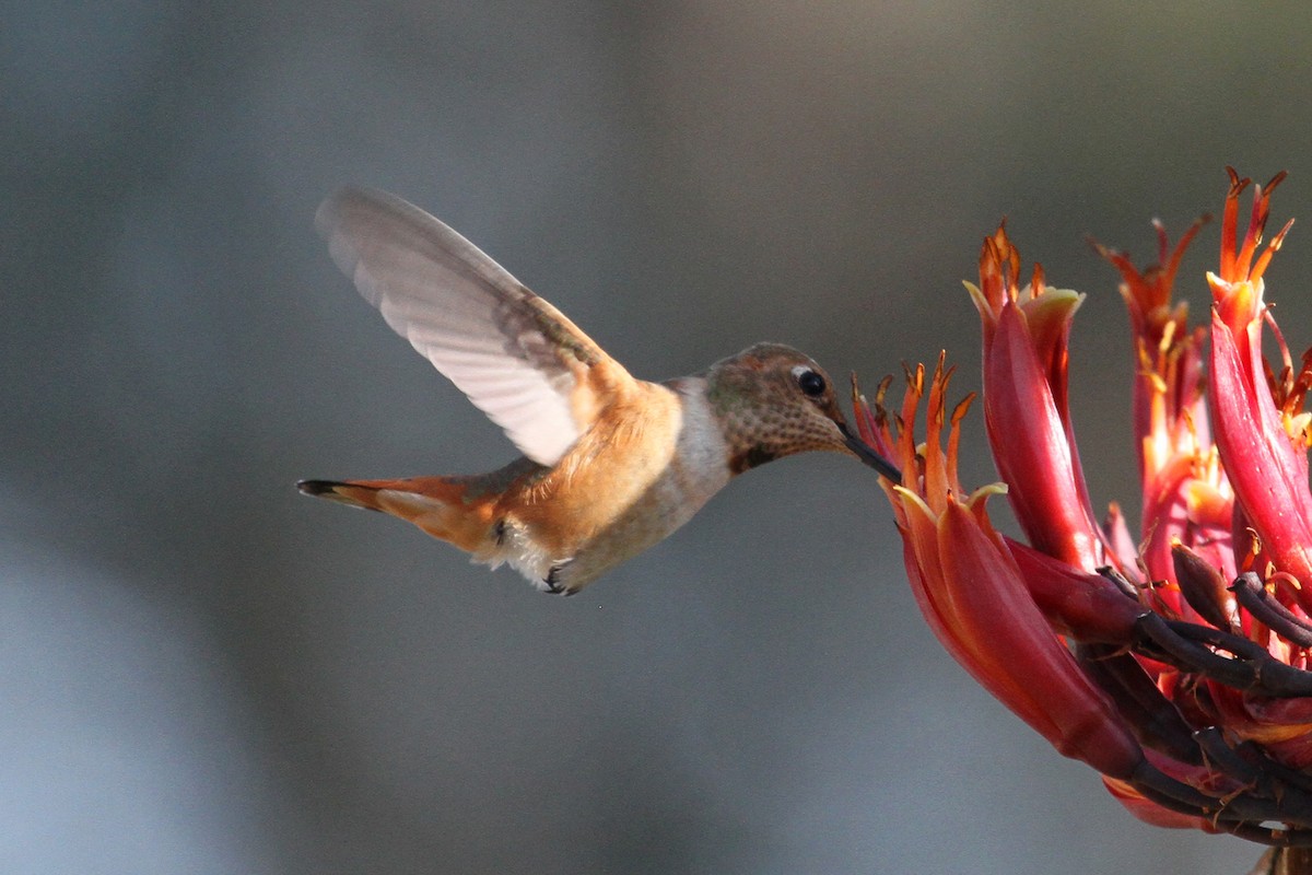 Allen's Hummingbird - Jamie Chavez