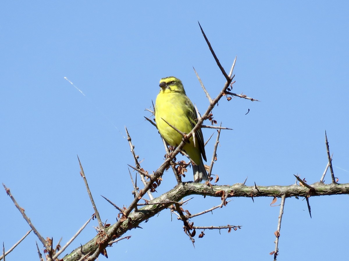 Yellow-fronted Canary - GARY DOUGLAS