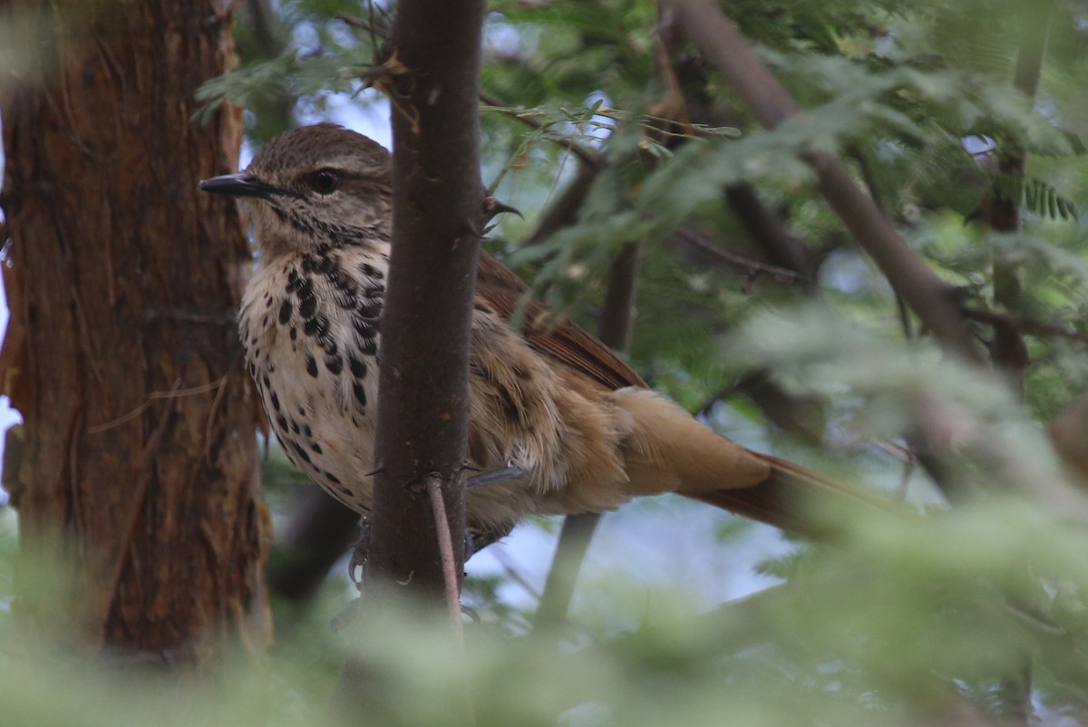 Spotted Morning-Thrush - Joan and/or George Sims