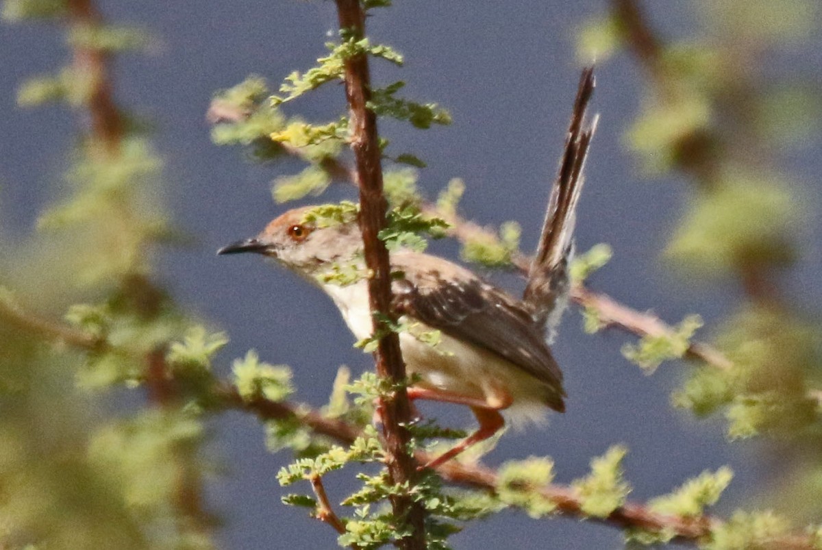 Red-fronted Prinia - Joan and/or George Sims