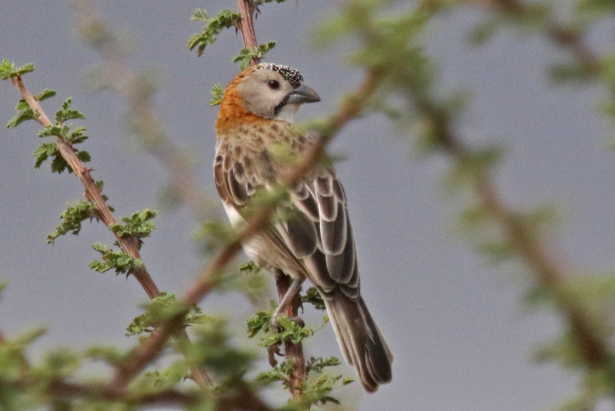 Speckle-fronted Weaver - ML106732871