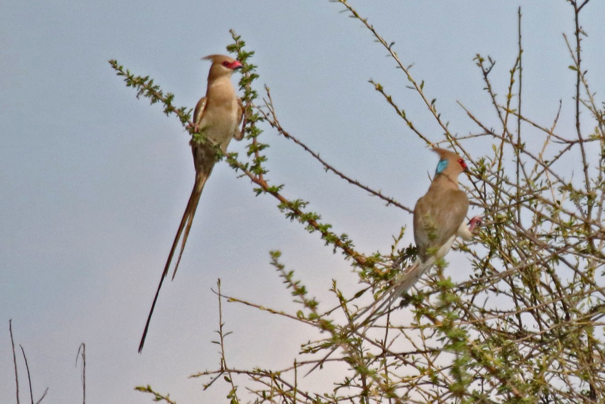 Blue-naped Mousebird - Joan and/or George Sims