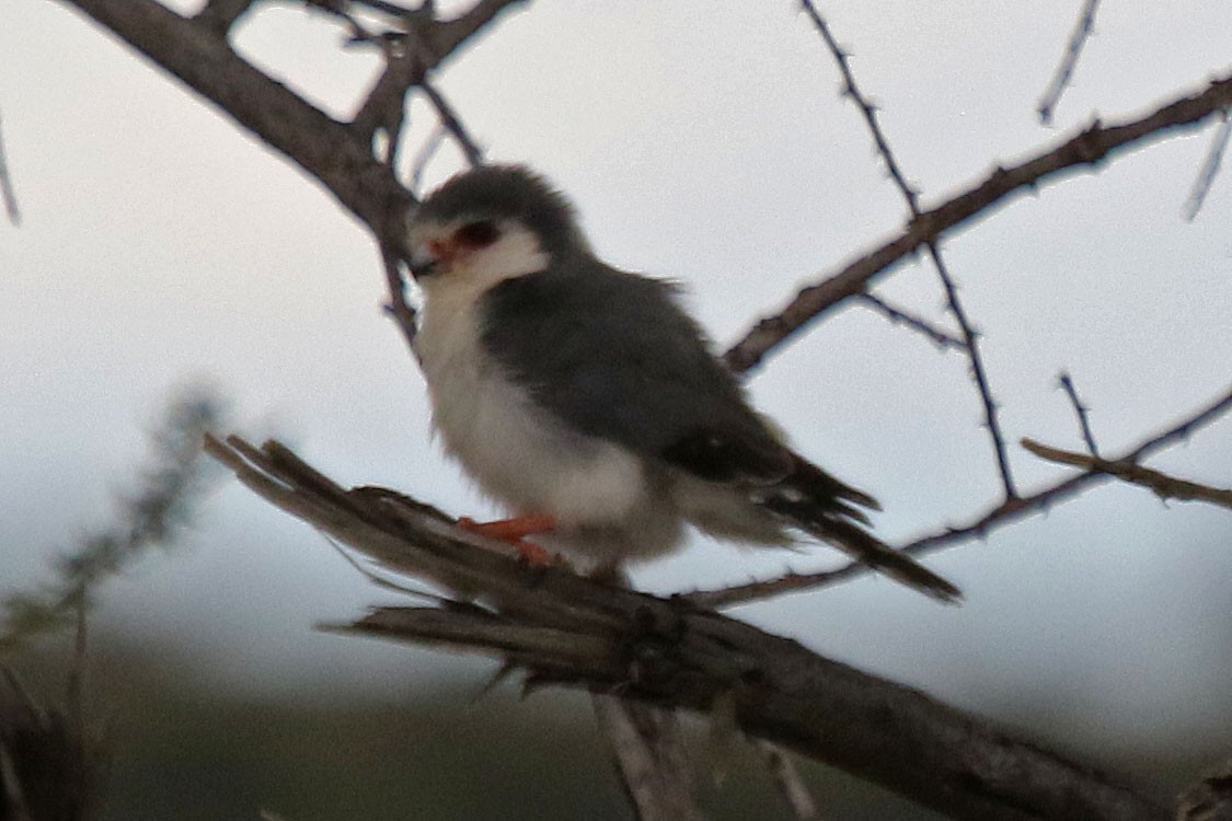 Pygmy Falcon - Joan and/or George Sims