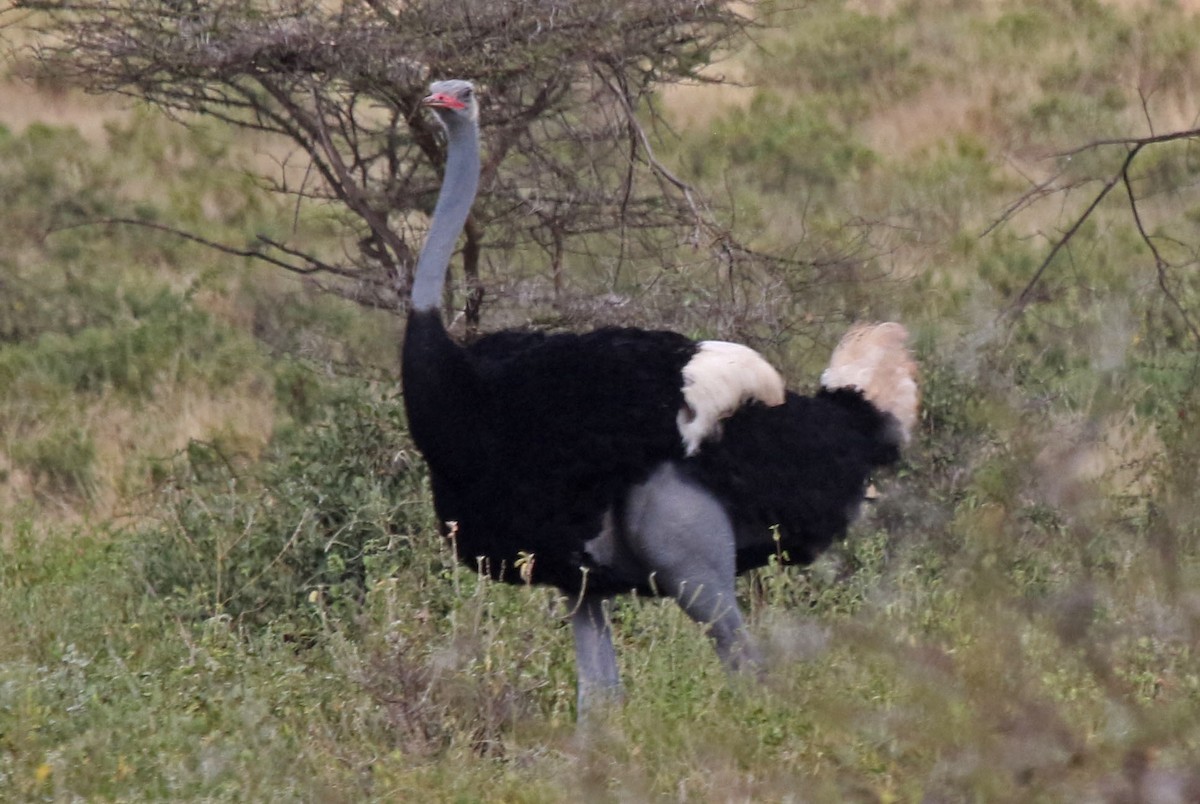 Somali Ostrich - Joan and/or George Sims