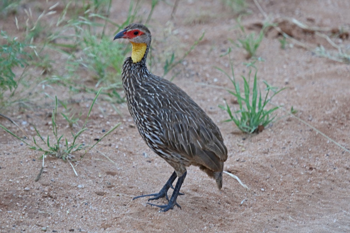 Yellow-necked Spurfowl - Joan and/or George Sims