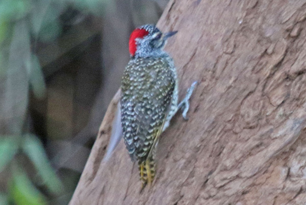Nubian Woodpecker - Joan and/or George Sims