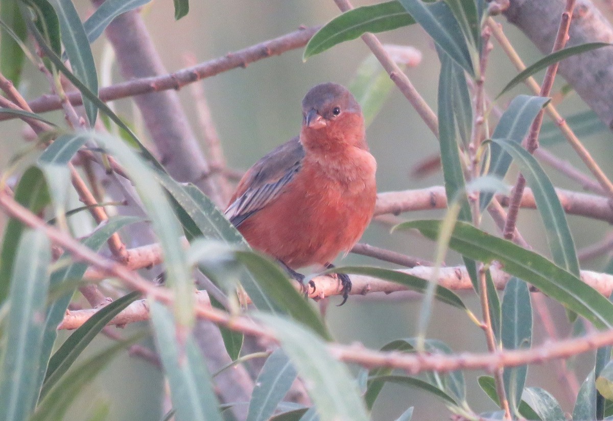 Tawny-bellied Seedeater - ML106738301