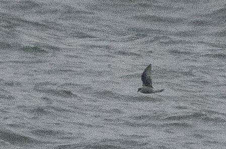 Fork-tailed Storm-Petrel - ML106738601