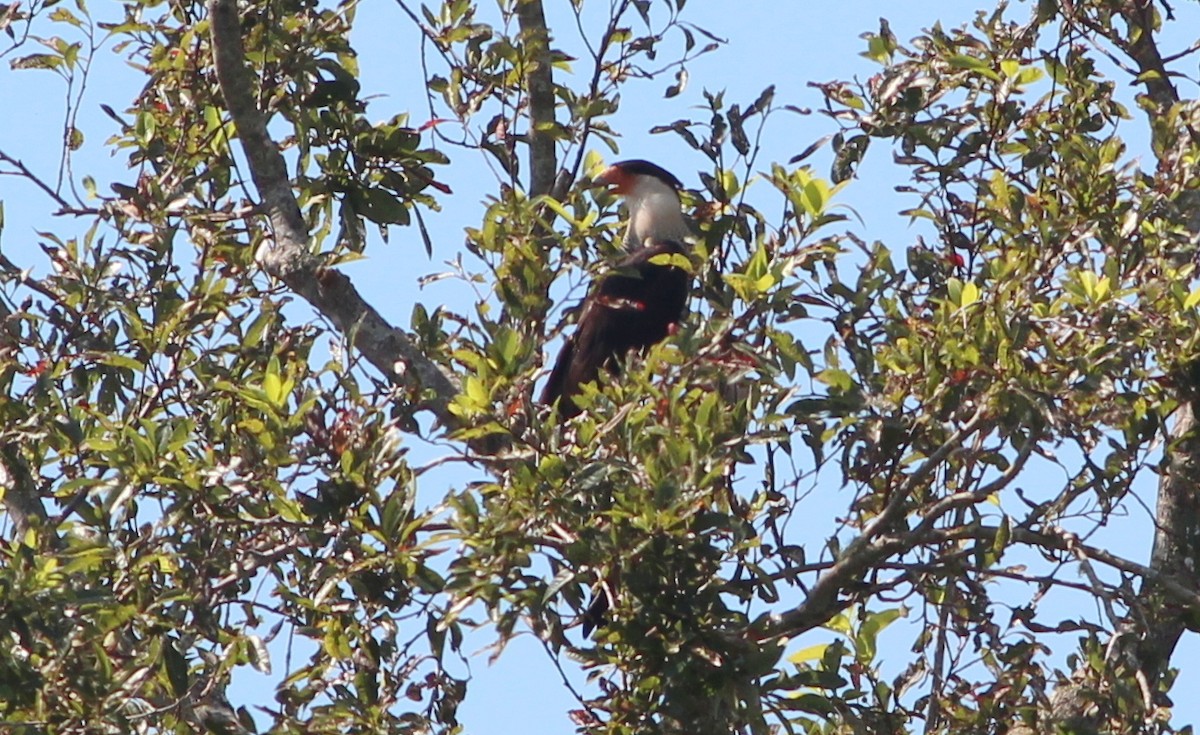 Crested Caracara (Northern) - Gary Leavens