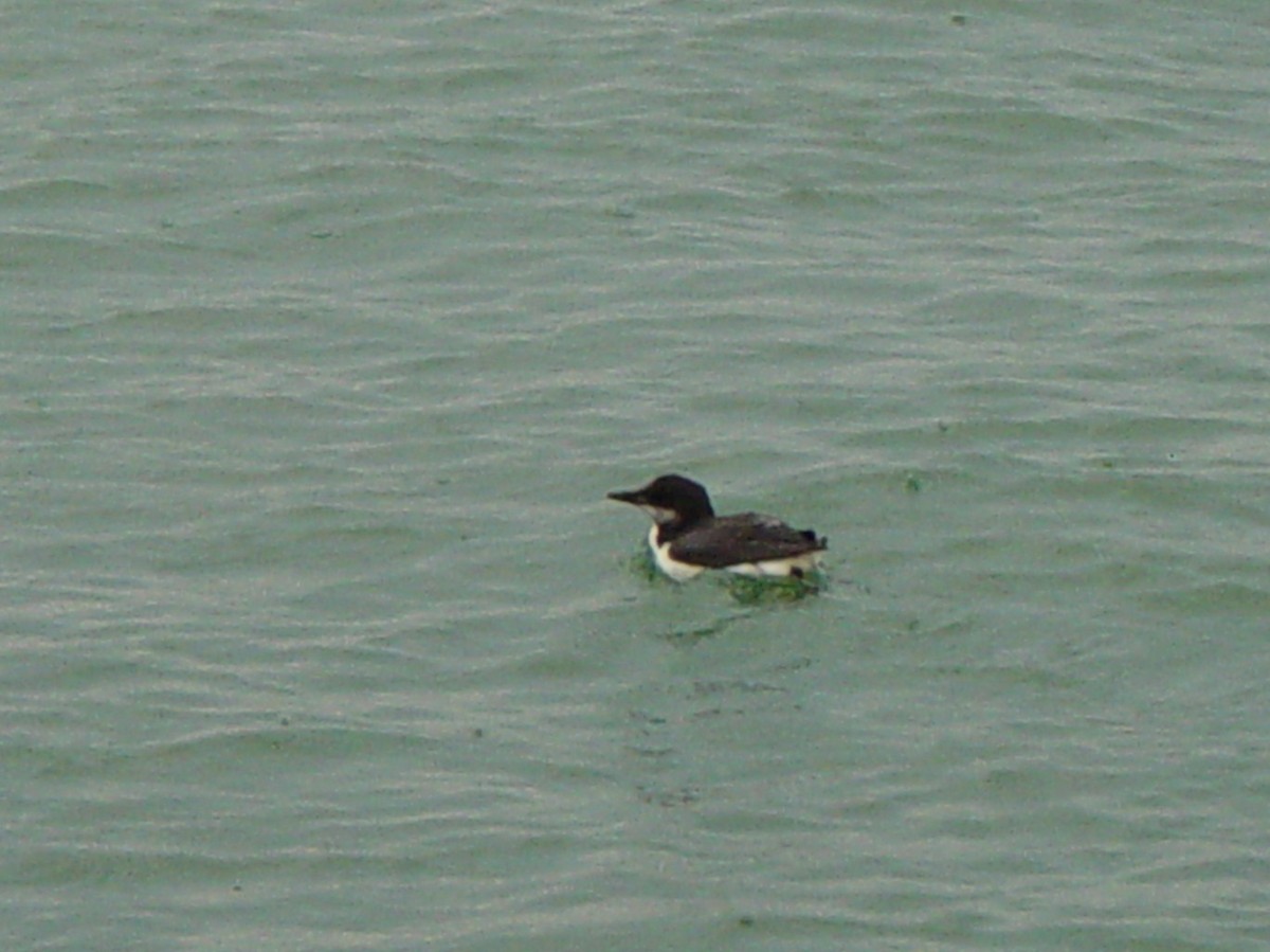 Thick-billed Murre - ML106744401