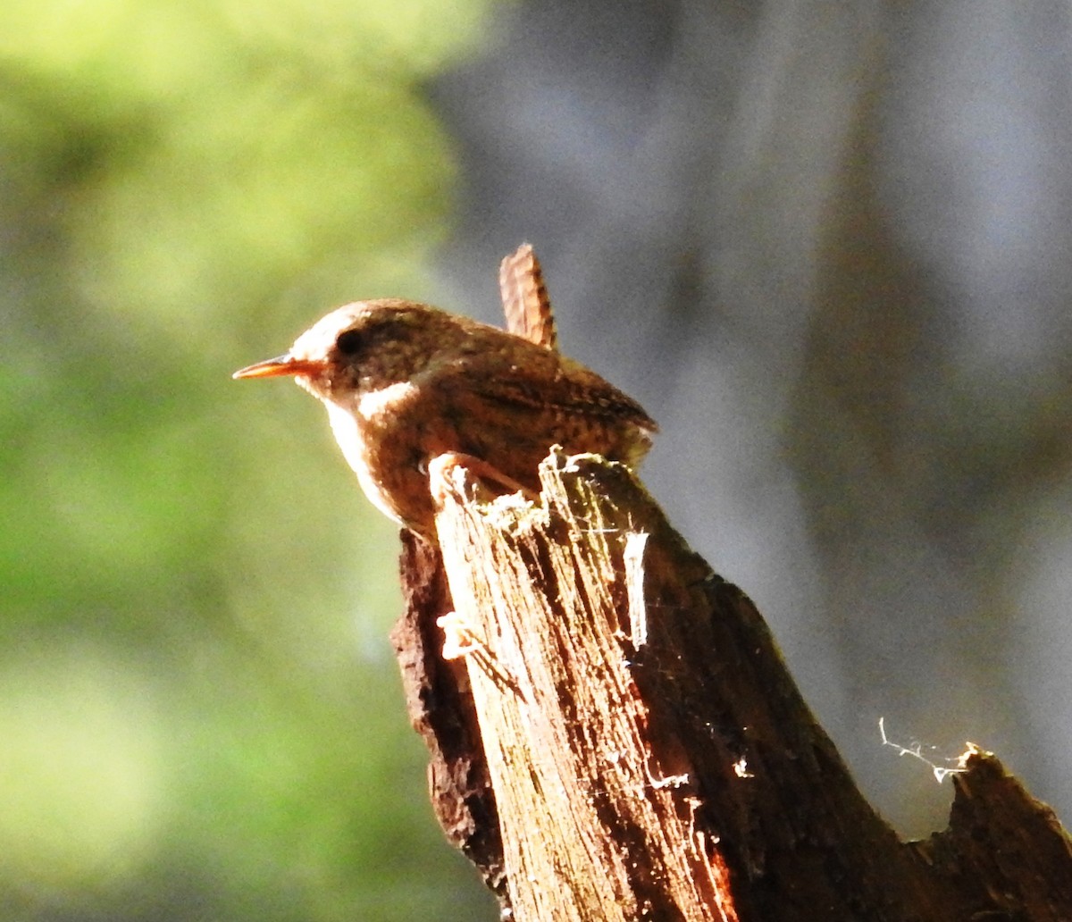 Pacific Wren - Mike Coulson